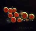 /album/galleria-foto-protisti/microscopia-11-jpg/